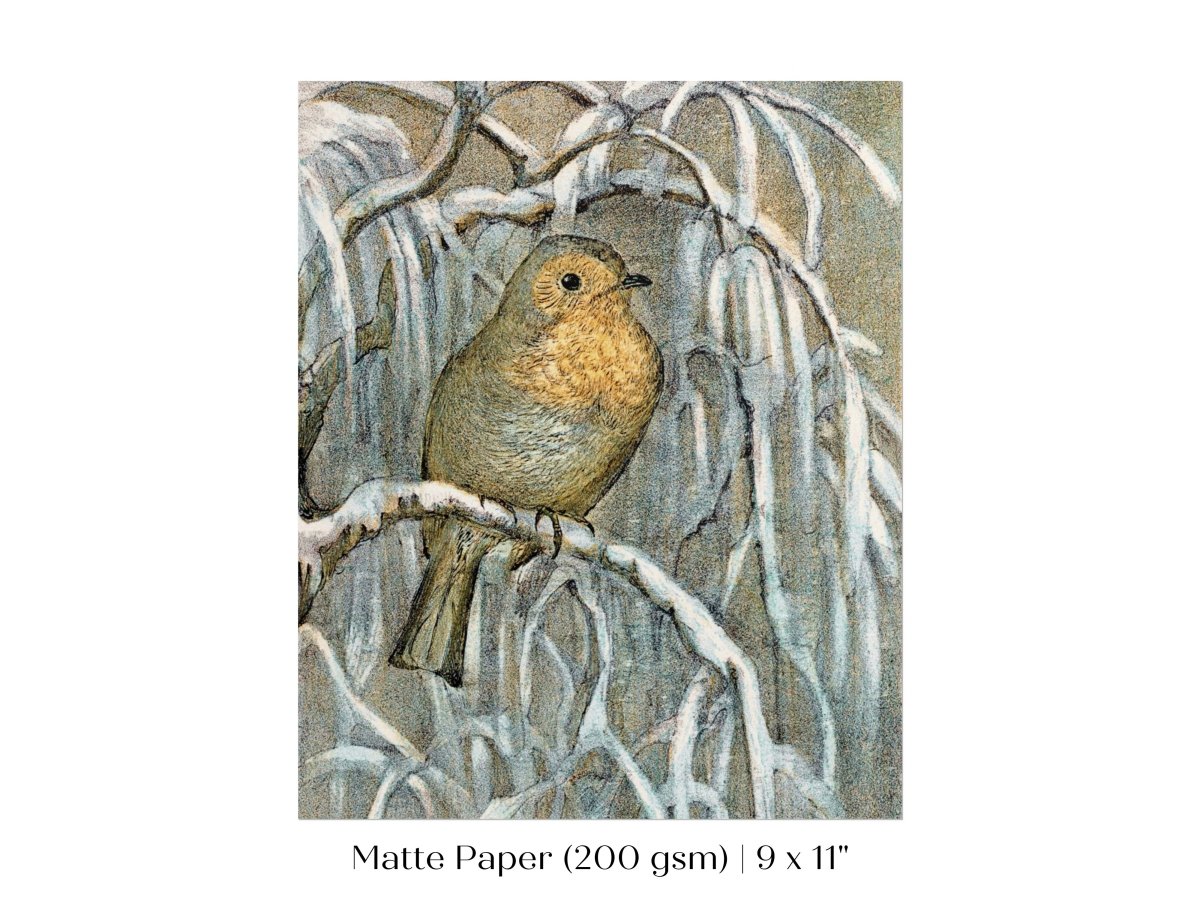 Winter Robin | P381 - Single Art Prints - Piccolo Fiore Prints