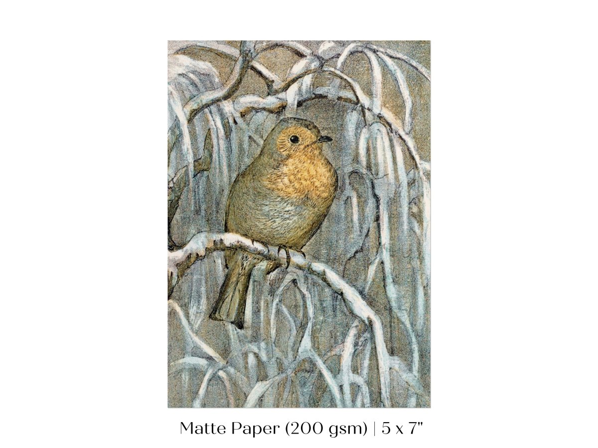 Winter Robin | P381 - Single Art Prints - Piccolo Fiore Prints