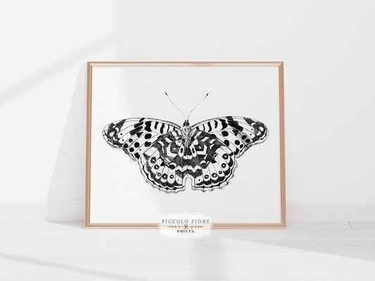 Black and White Butterfly | P14 - Single Art Prints - Piccolo Fiore Prints