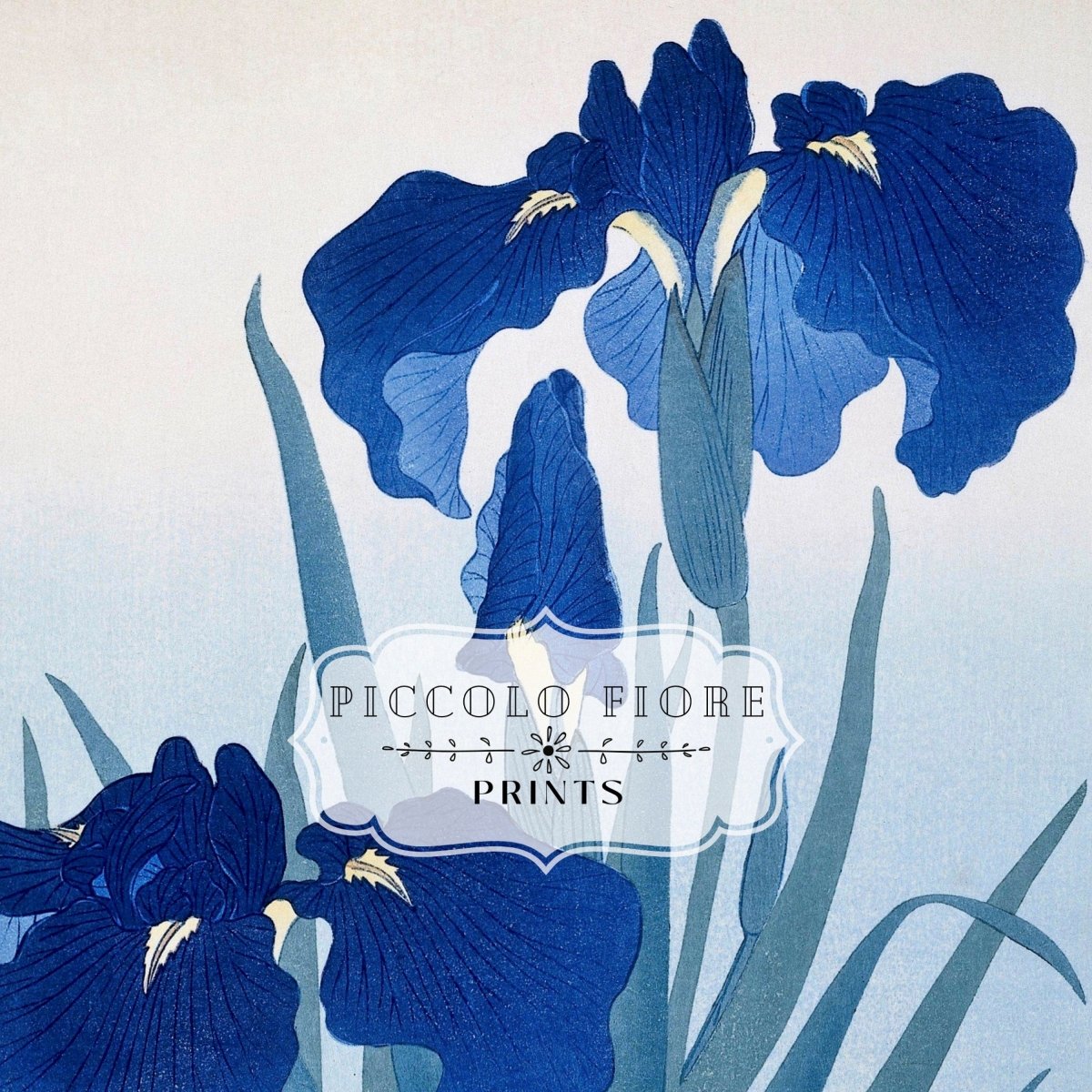 Blue Iris | Vintage Japanese Art | P156 - Single Art Prints - Piccolo Fiore Prints