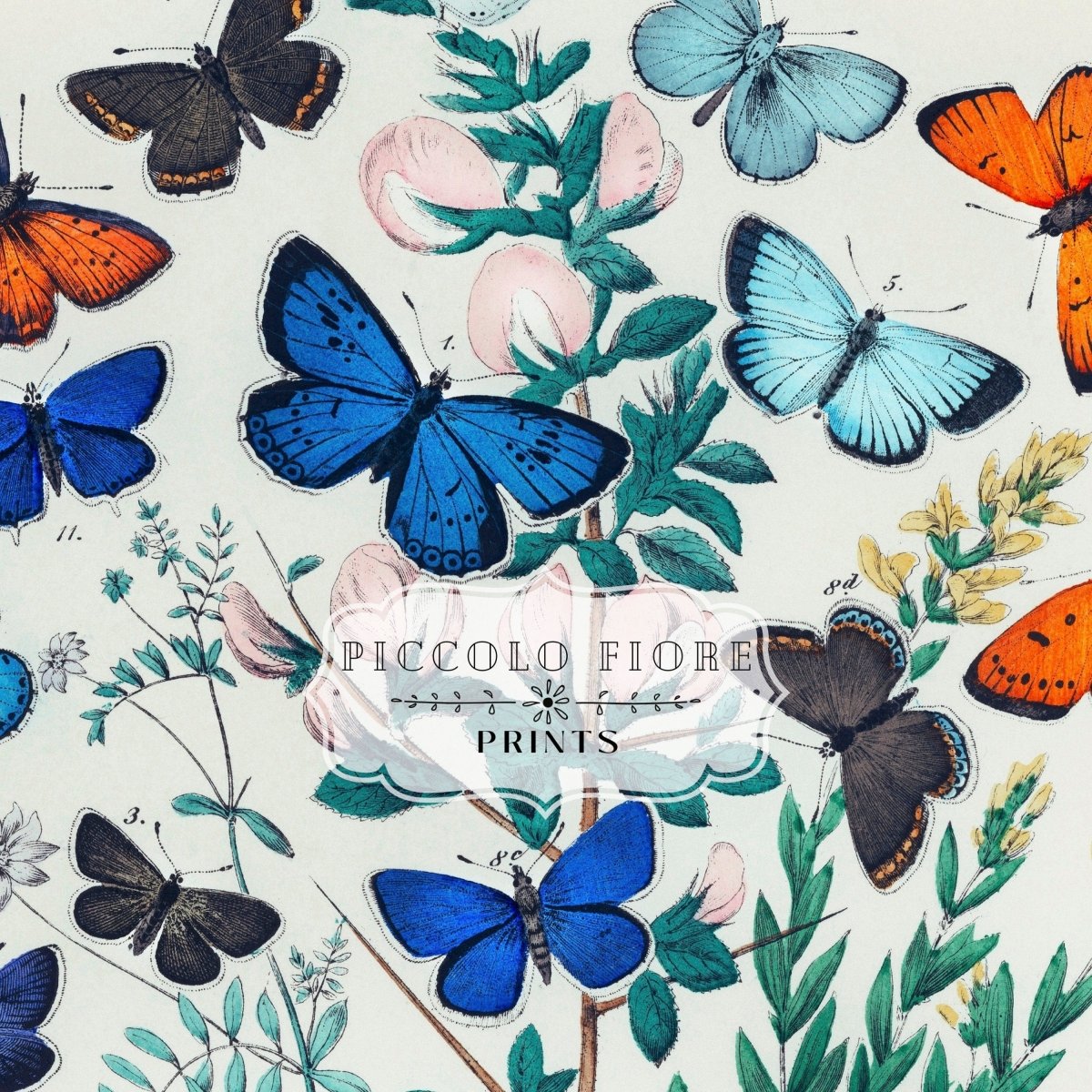 Butterflies and Caterpillars | P101 - Single Art Prints - Piccolo Fiore Prints