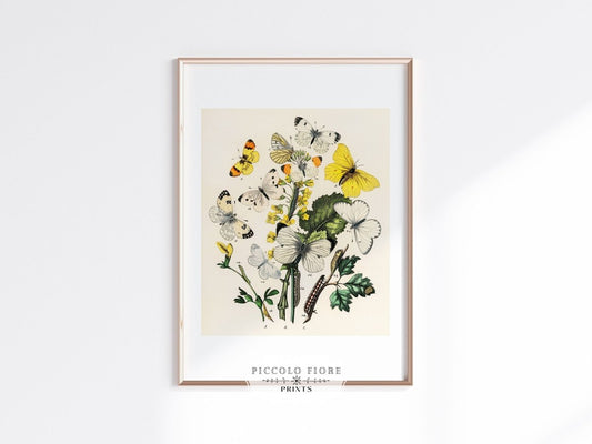Butterflies and Caterpillars | P41 - Single Art Prints - Piccolo Fiore Prints