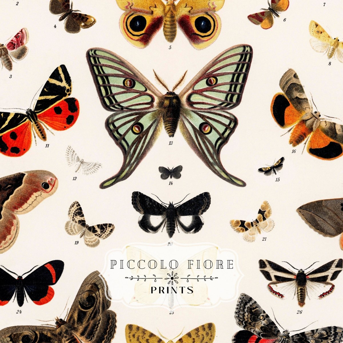 Butterflies and Moths Illustration | P81 - Single Art Prints - Piccolo Fiore Prints