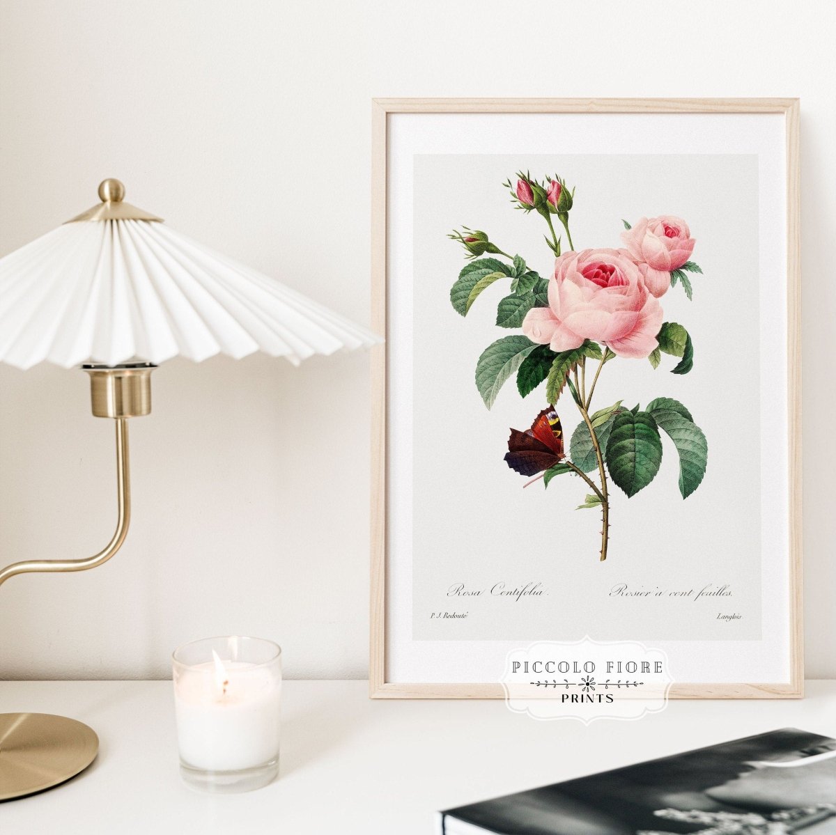 Cabbage Rose Illustration | P558 - Single Art Prints - Piccolo Fiore Prints