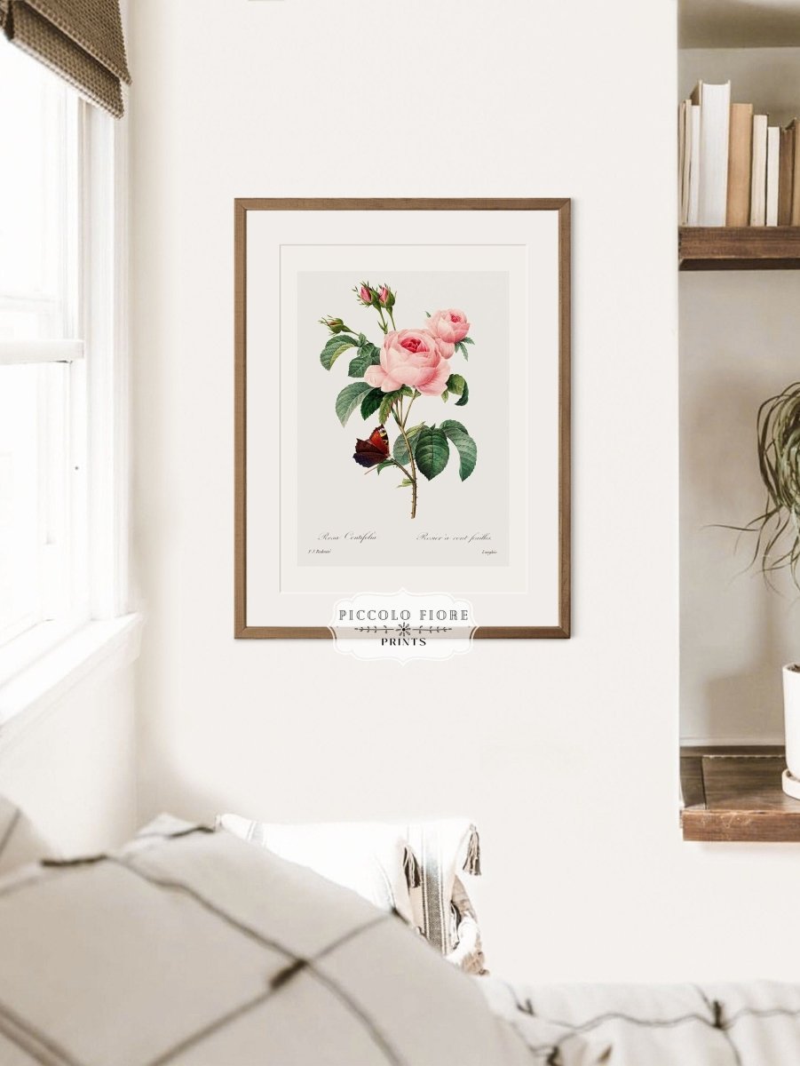 Cabbage Rose Illustration | P558 - Single Art Prints - Piccolo Fiore Prints