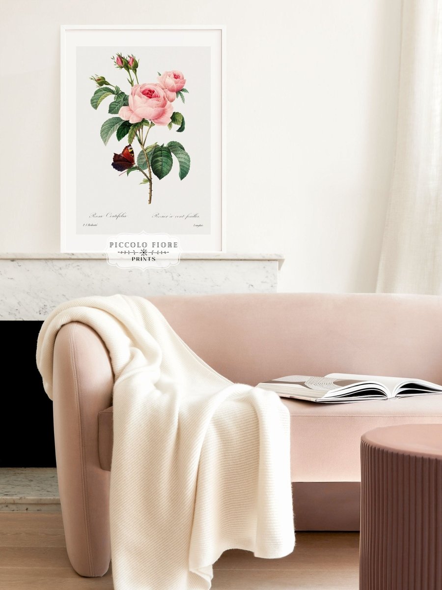 Cabbage Rose Illustration | P558 - Single Art Prints - Piccolo Fiore Prints