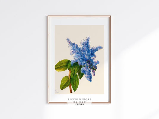 California Lilac Illustration | P107 - Single Art Prints - Piccolo Fiore Prints