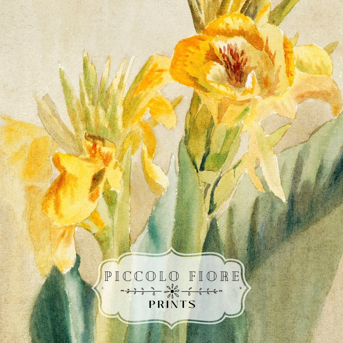 Cana Lily | P61 - Single Art Prints - Piccolo Fiore Prints