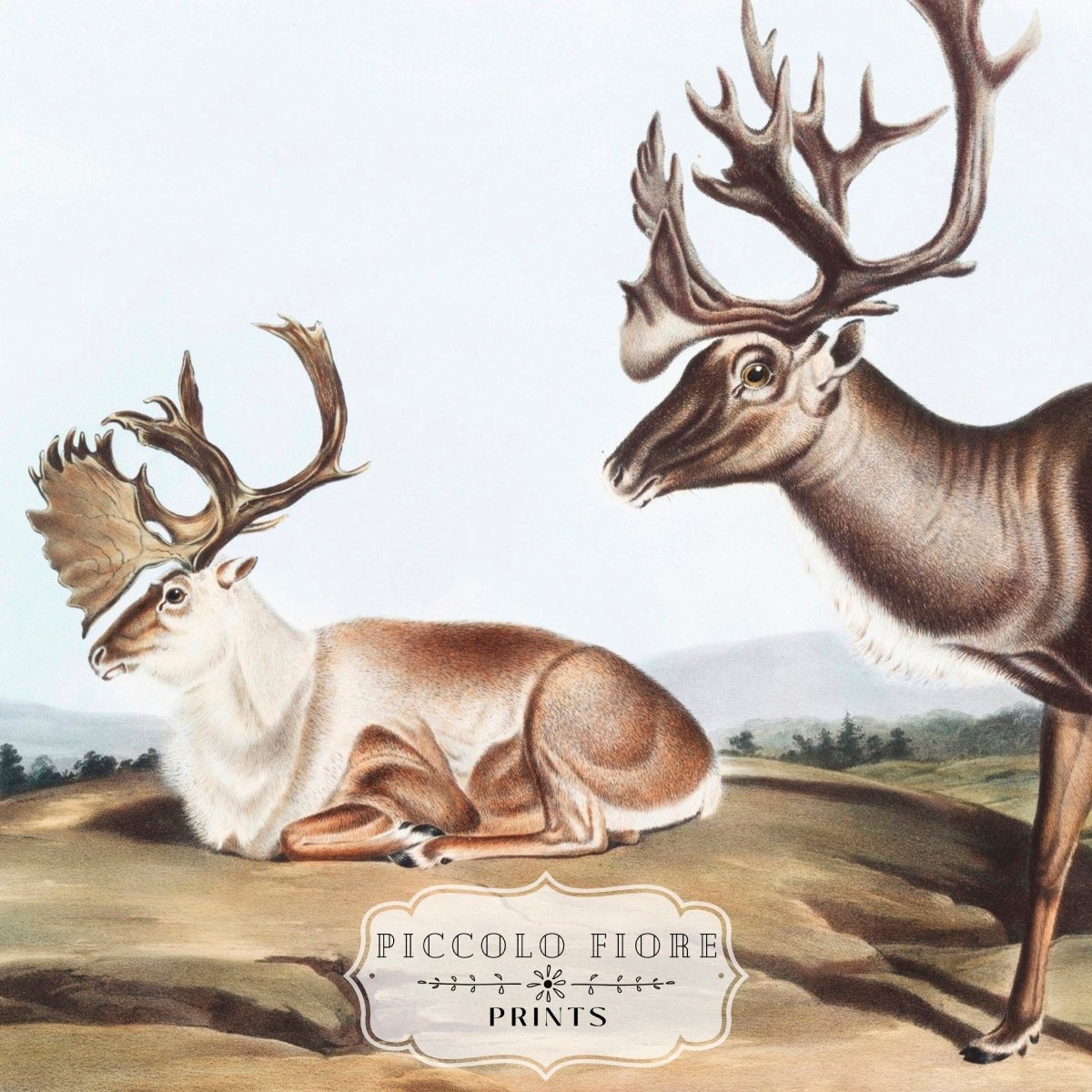 Caribou | P65 - Single Art Prints - Piccolo Fiore Prints