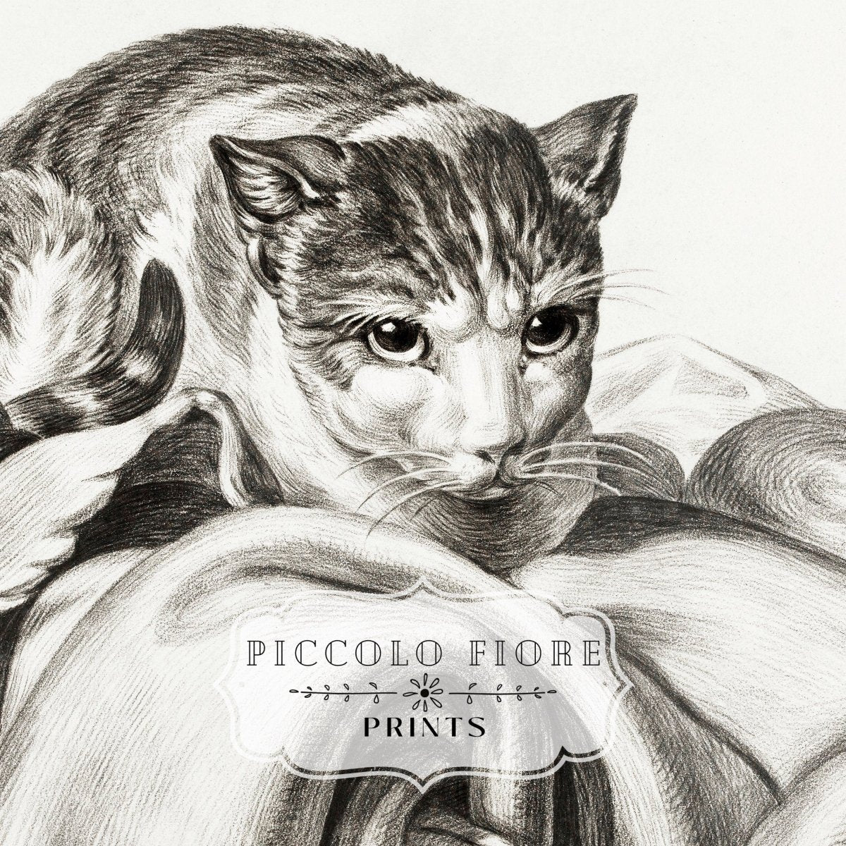 Cat Sitting in a Basket Sketch | P214 - Single Art Prints - Piccolo Fiore Prints