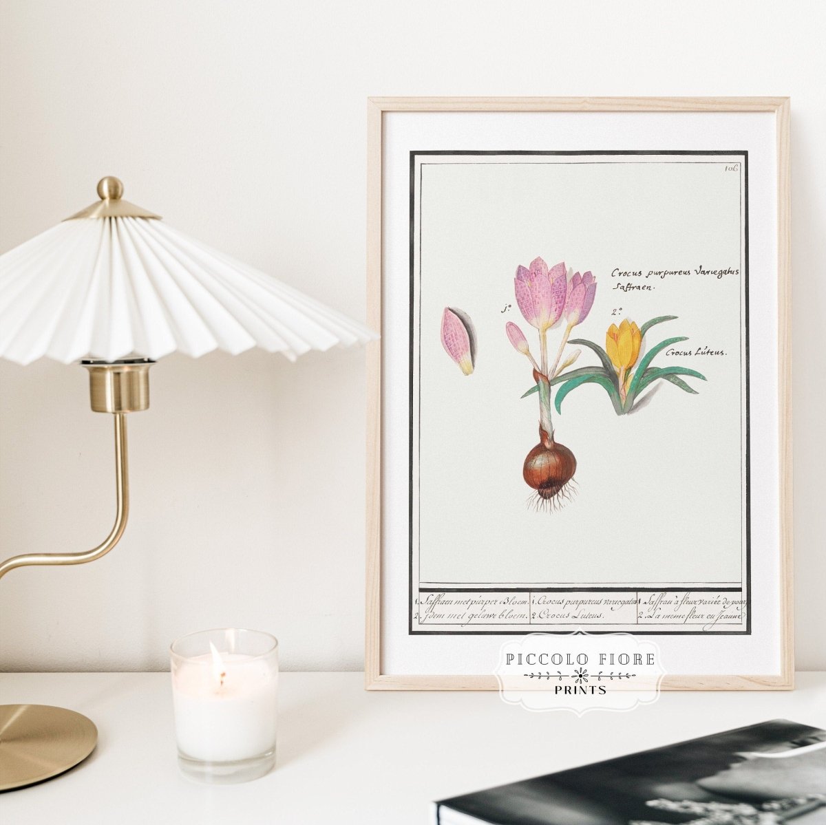 Crocus Illustration | P53 - Single Art Prints - Piccolo Fiore Prints