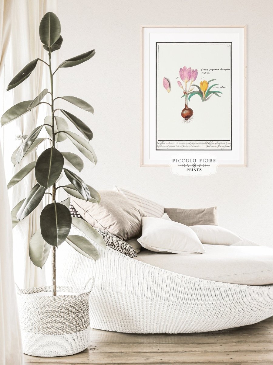 Crocus Illustration | P53 - Single Art Prints - Piccolo Fiore Prints