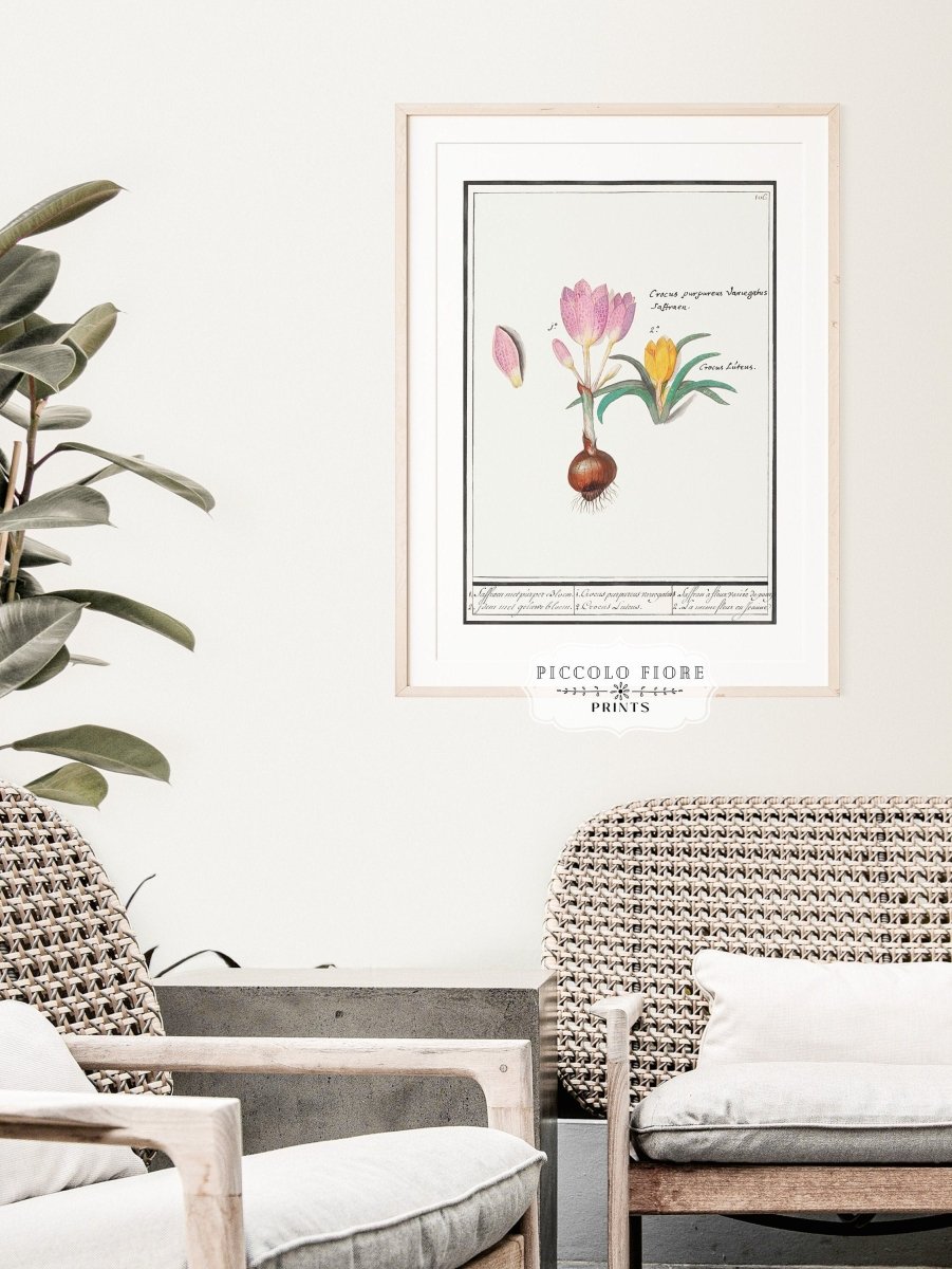 Crocus Illustration | P53 - Single Art Prints - Piccolo Fiore Prints
