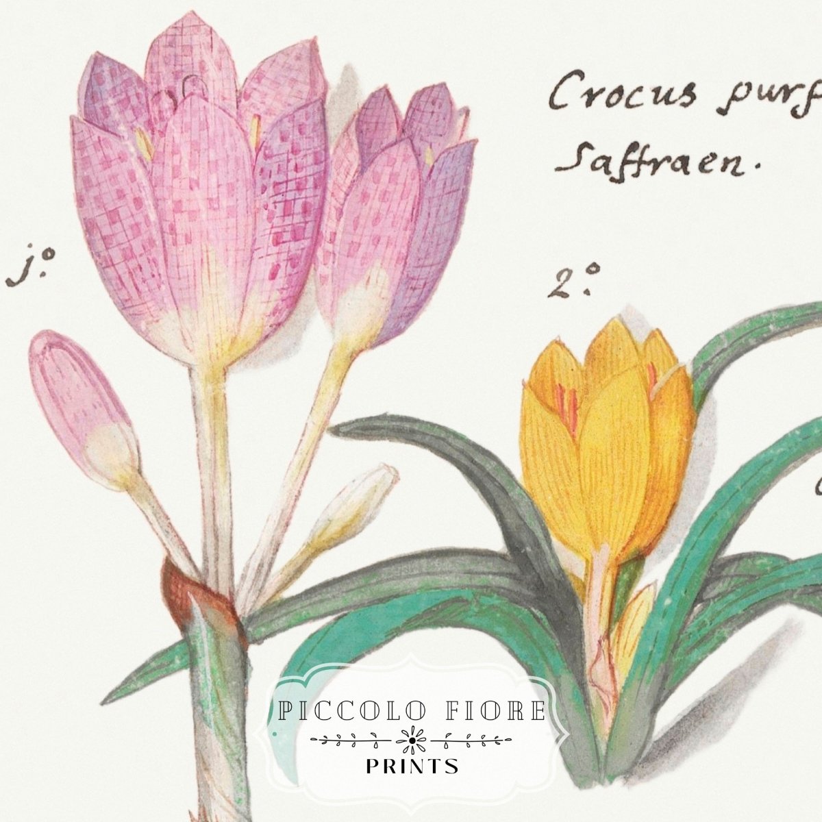 Crocus Illustration | P53 - Single Art Prints - Piccolo Fiore Prints
