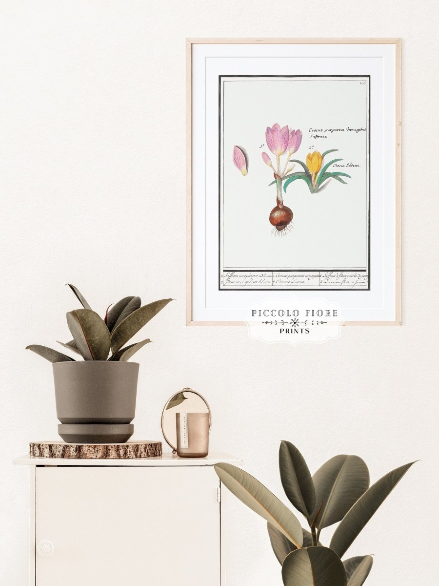 Crocus Illustration | P53 - Single Art Prints - Piccolo Fiore Prints