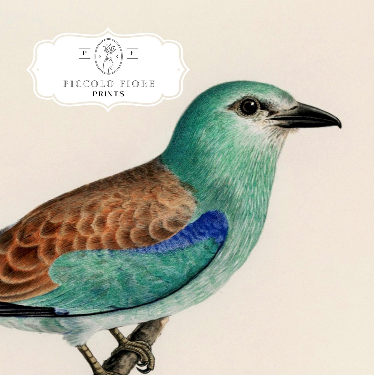 European Roller Illustration | P8 - Single Art Prints - Piccolo Fiore Prints