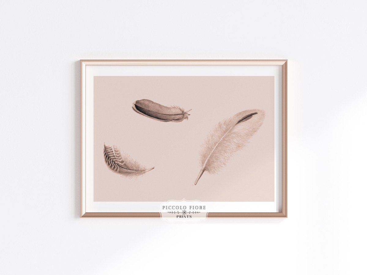 Feather Study | P389 - Single Art Prints - Piccolo Fiore Prints