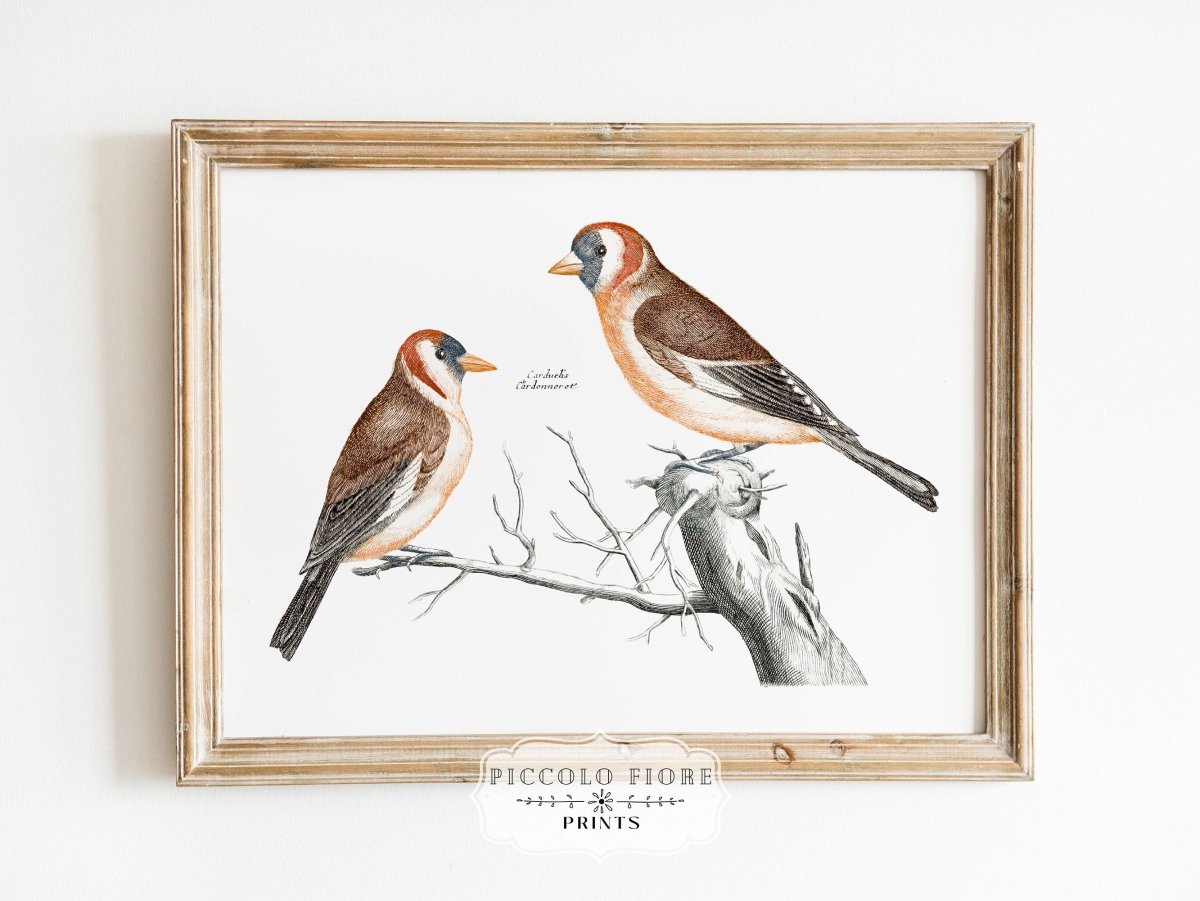 Goldfinches Illustration | P78 - Single Art Prints - Piccolo Fiore Prints