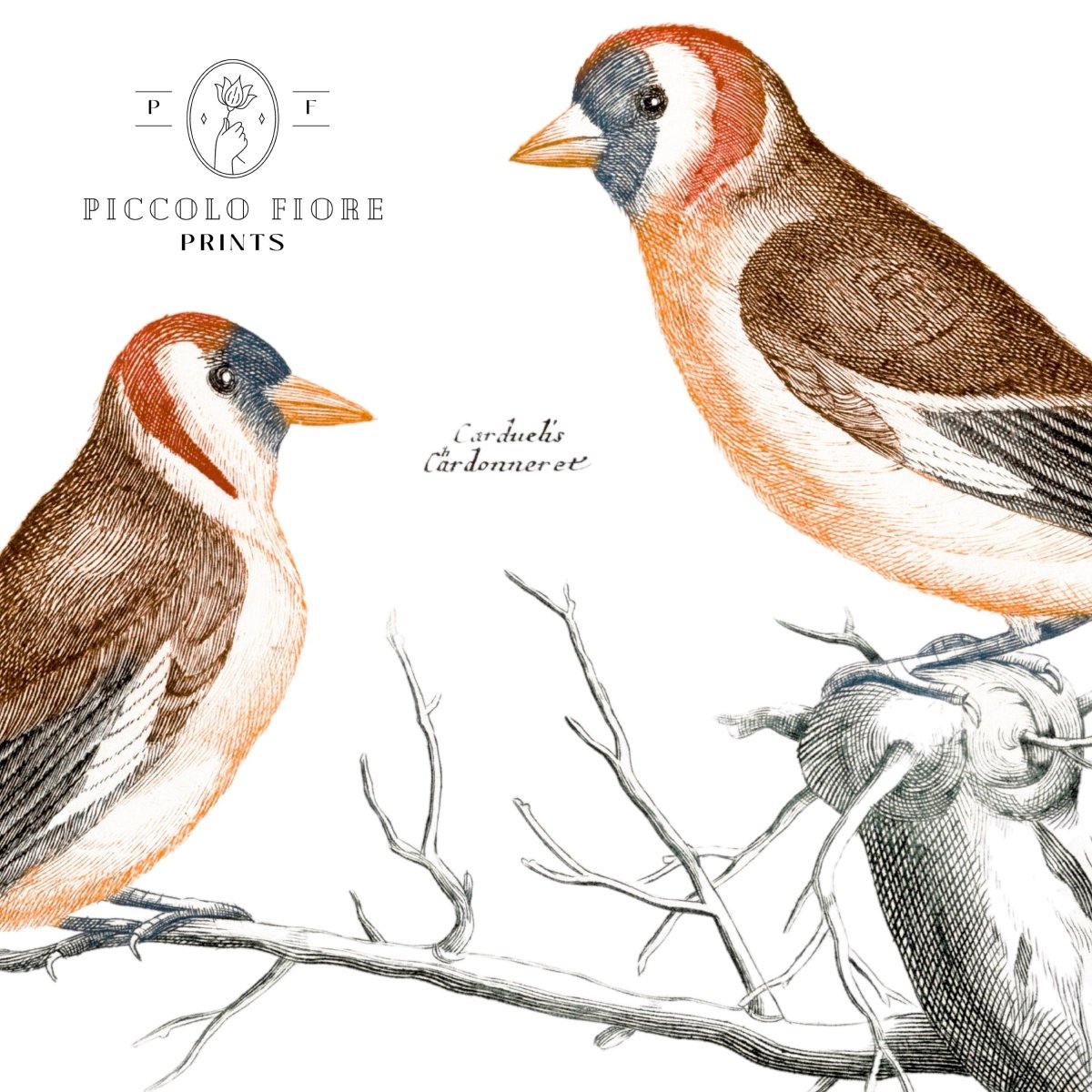 Goldfinches Illustration | P78 - Single Art Prints - Piccolo Fiore Prints