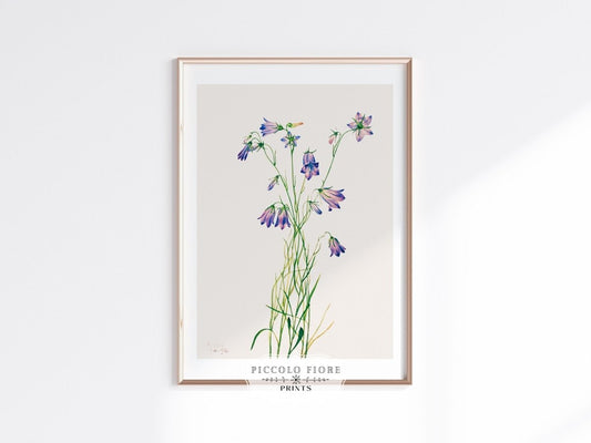 Harebell Illustration | P277 - Single Art Prints - Piccolo Fiore Prints
