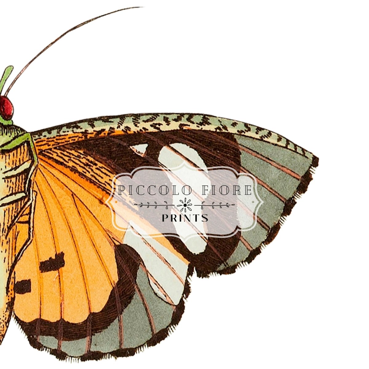 Hypermnestra Moth Illustration | P170 - Single Art Prints - Piccolo Fiore Prints