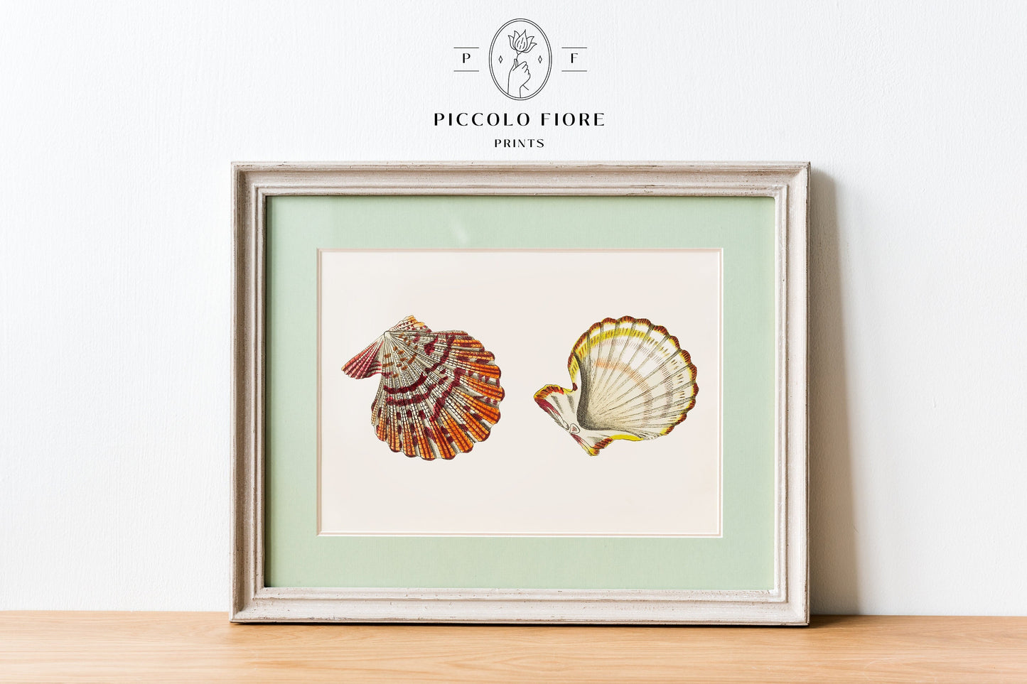 Mantle Scallop Shell Illustration | P76