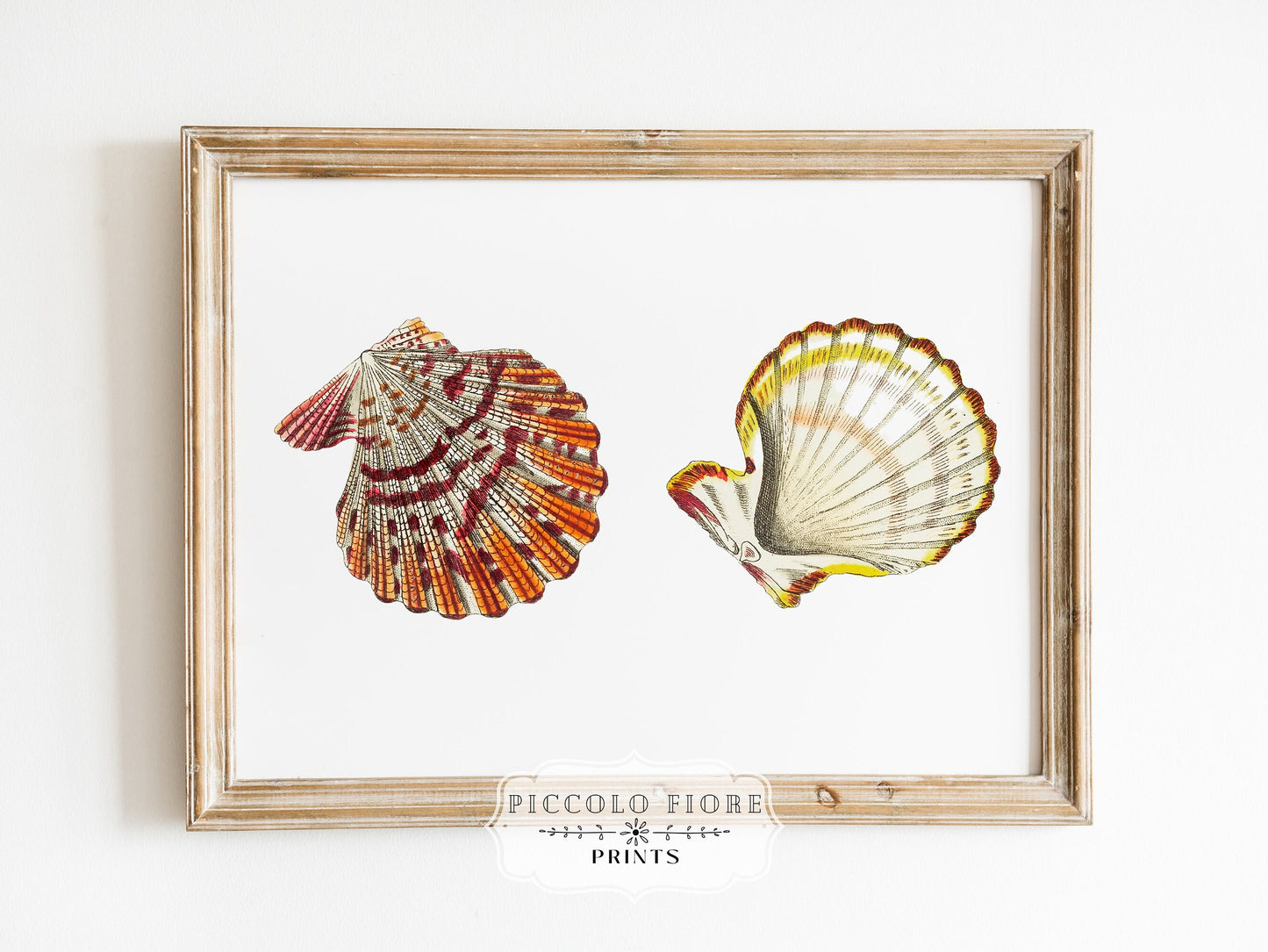 Mantle Scallop Shell Illustration | P76