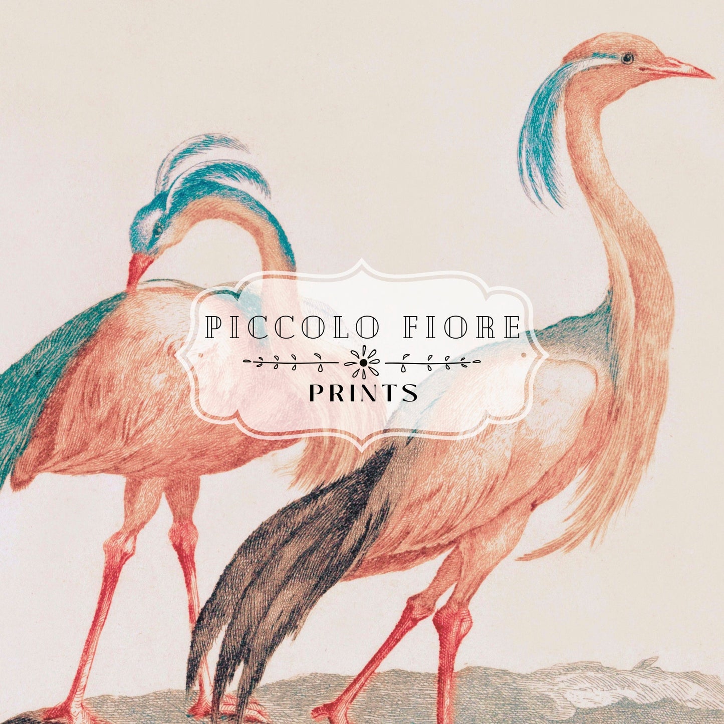 Pink Cranes | P173