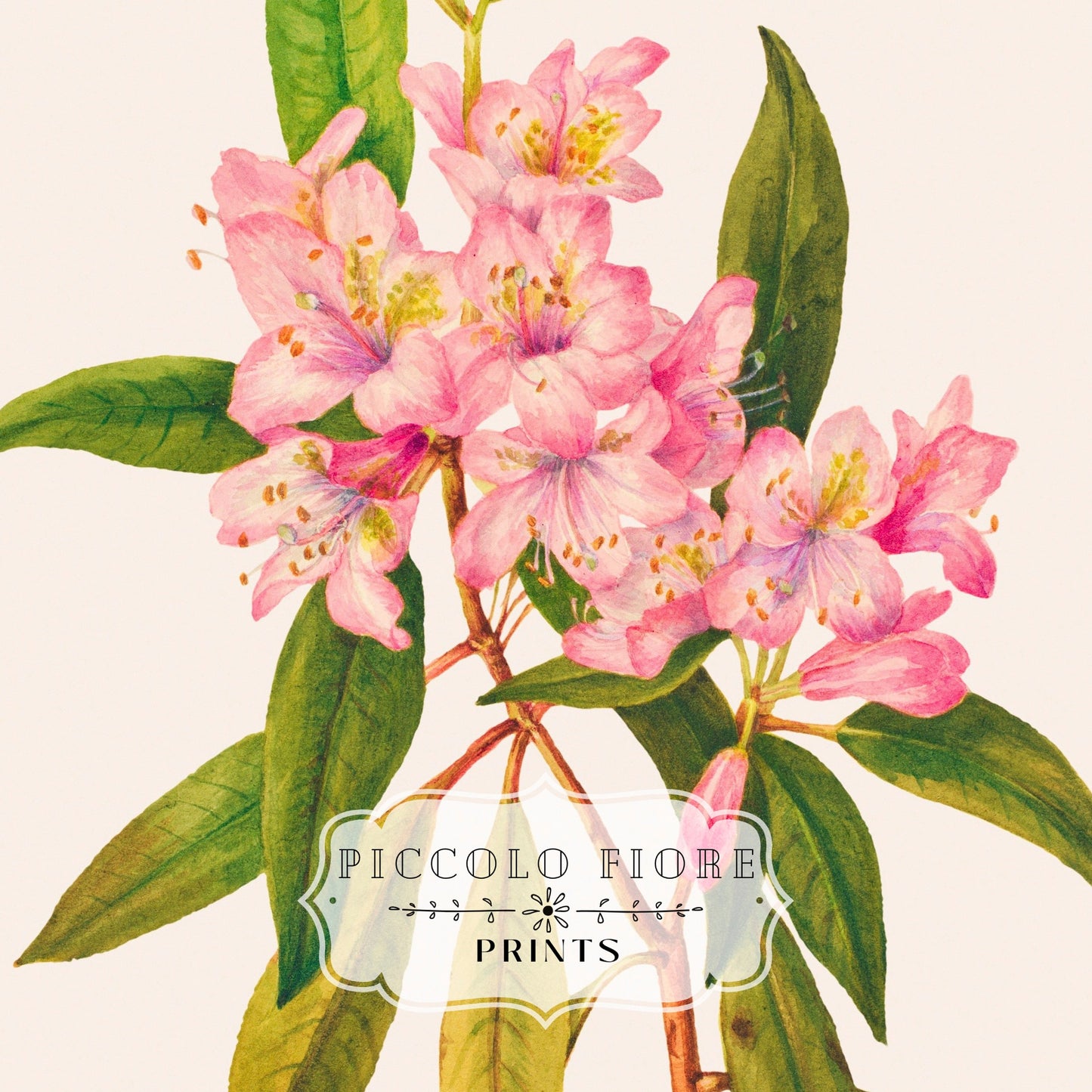 Pink Rose Bay Rhododendron Illustration | P178