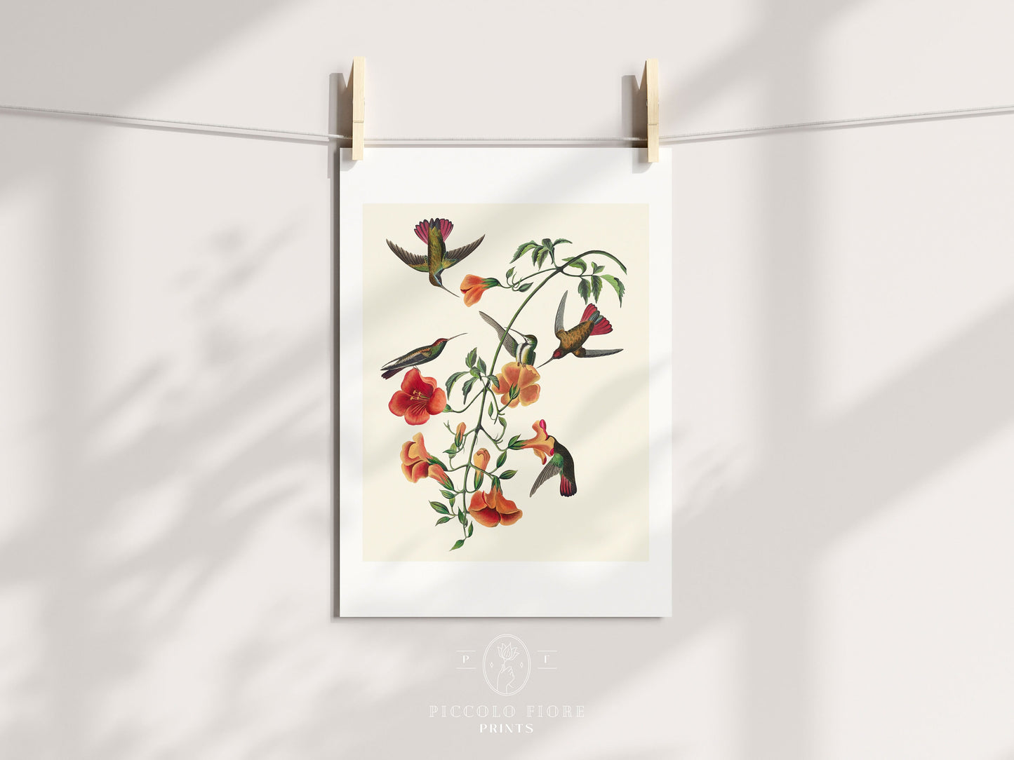 Mango Hummingbird Illustration | P258