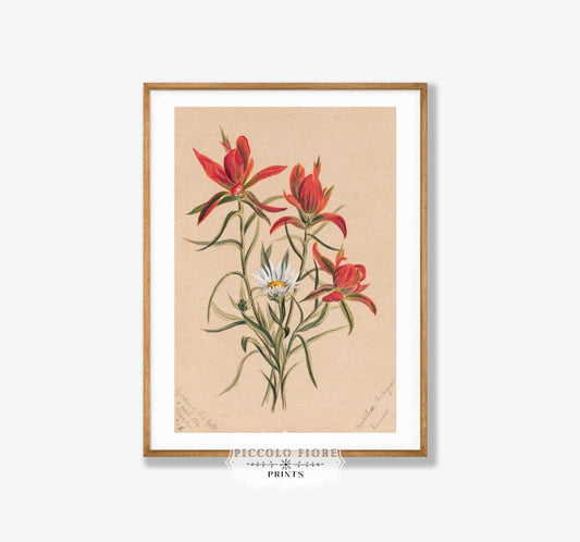 Indian Paintbrush and Daisy | P295 - Single Art Prints - Piccolo Fiore Prints