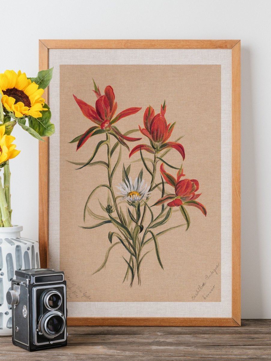 Indian Paintbrush and Daisy | P295 - Single Art Prints - Piccolo Fiore Prints