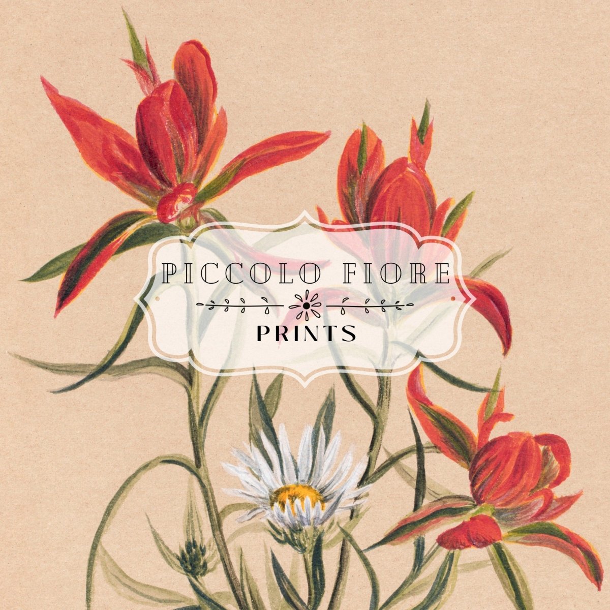 Indian Paintbrush and Daisy | P295 - Single Art Prints - Piccolo Fiore Prints