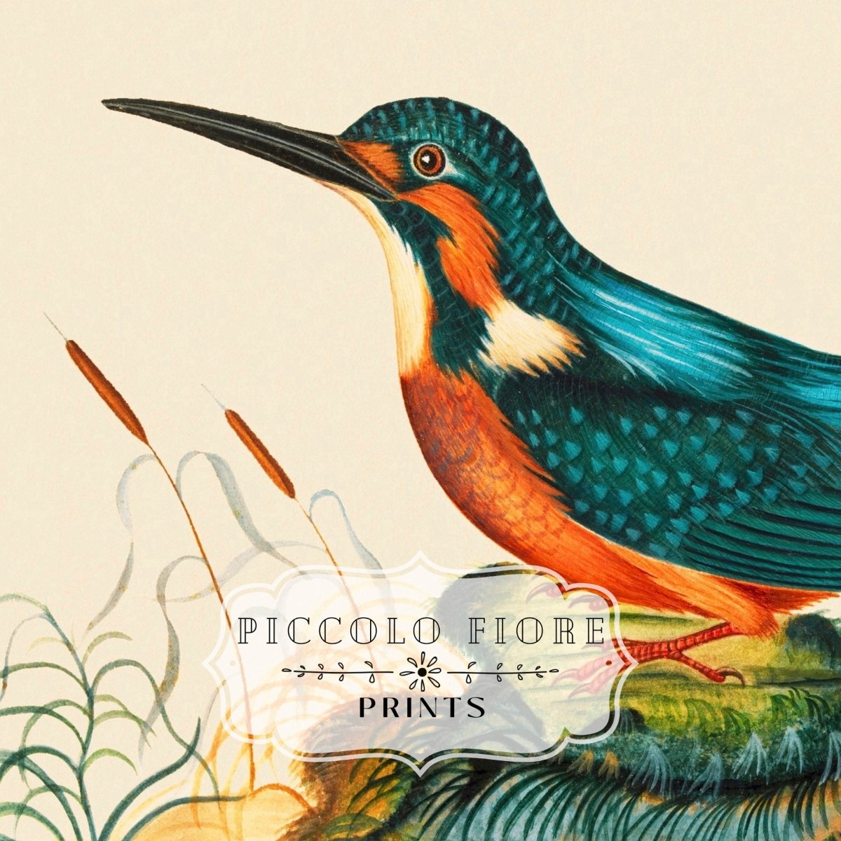 Kingfisher | P304 - Single Square Art Prints - Piccolo Fiore Prints