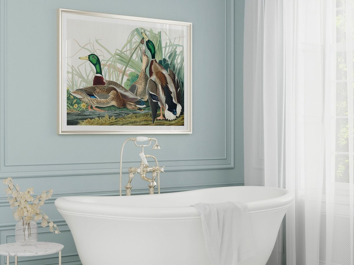 Mallard Ducks Illustration | P402 - Single Art Prints - Piccolo Fiore Prints