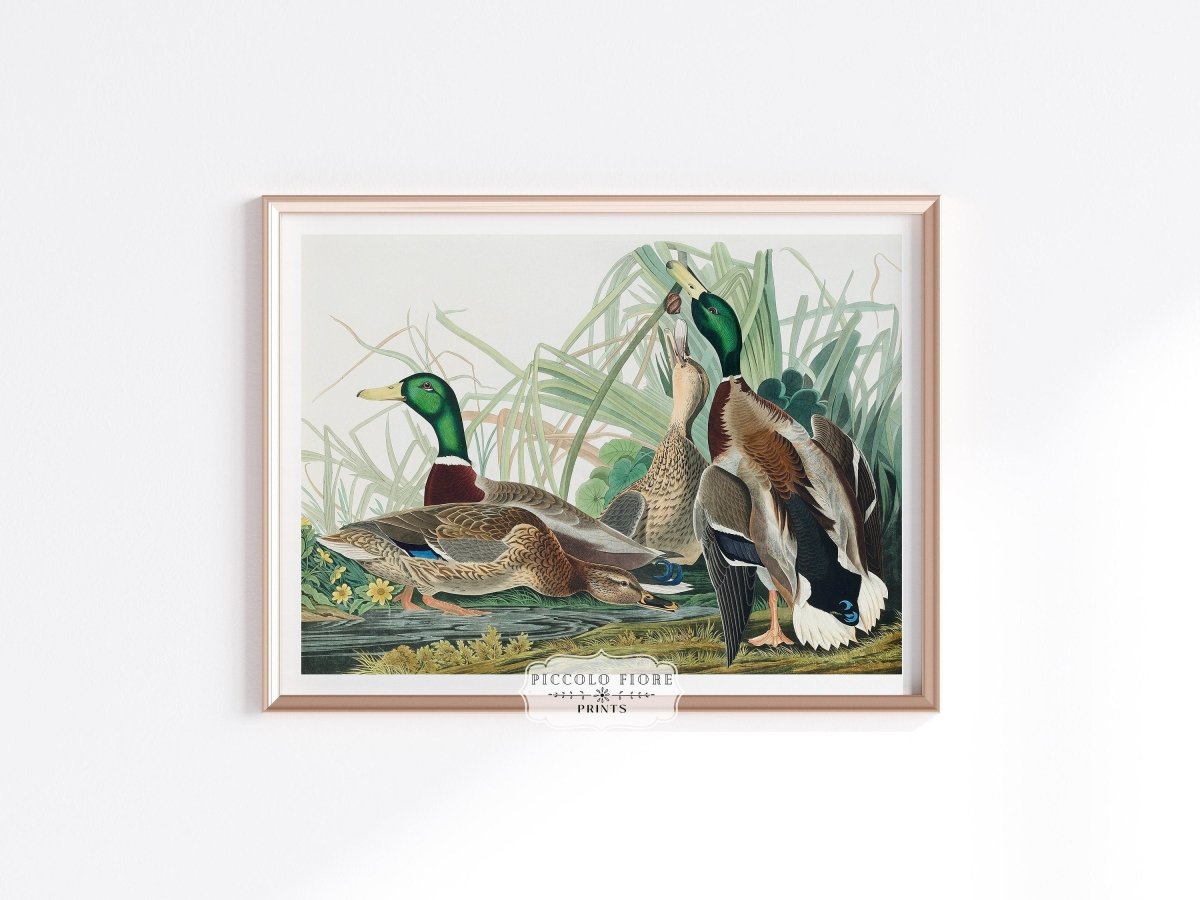 Mallard Ducks Illustration | P402 - Single Art Prints - Piccolo Fiore Prints