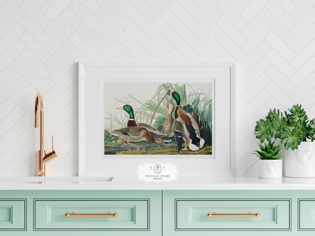 Mallard Ducks Illustration | P402 - Single Art Prints - Piccolo Fiore Prints