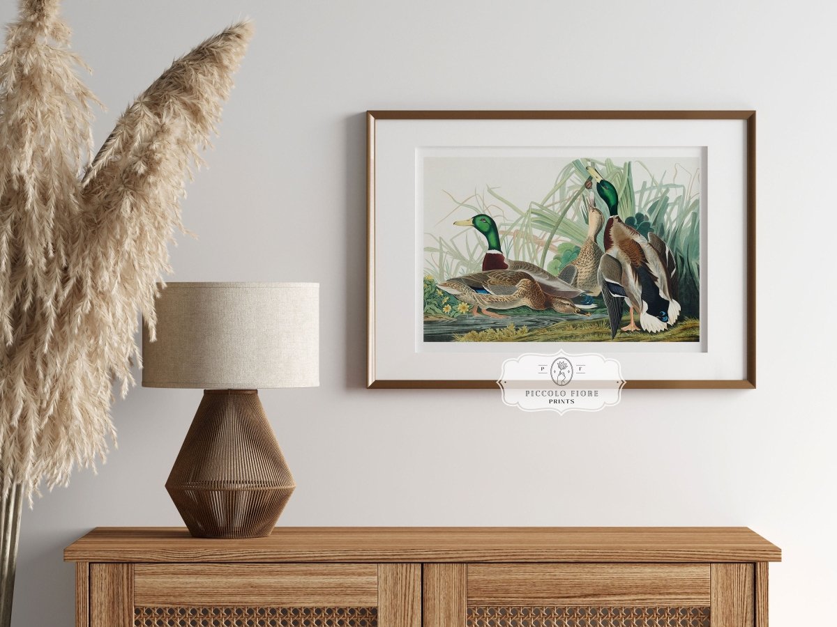 Mallard Ducks Illustration | P402 - Single Art Prints - Piccolo Fiore Prints