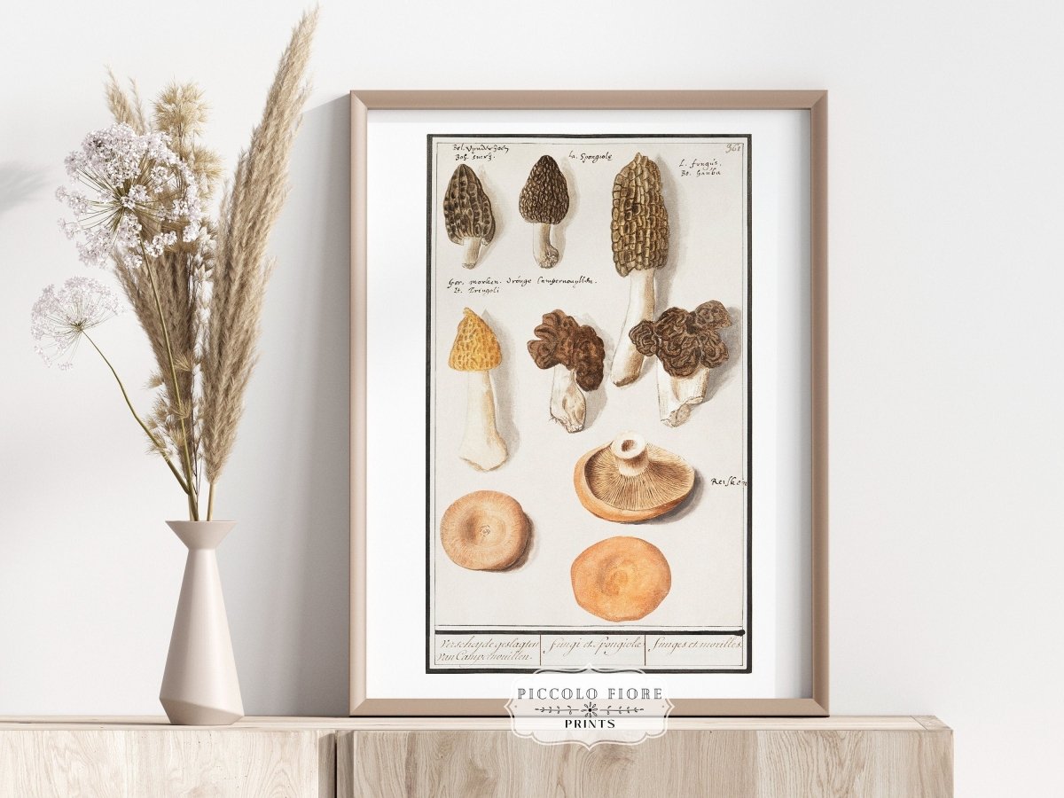 Morchella | P249 - Single Art Prints - Piccolo Fiore Prints