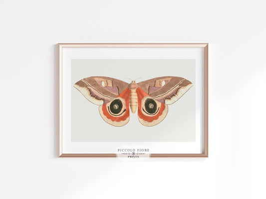 Moth Illustration | P80 - Single Art Prints - Piccolo Fiore Prints