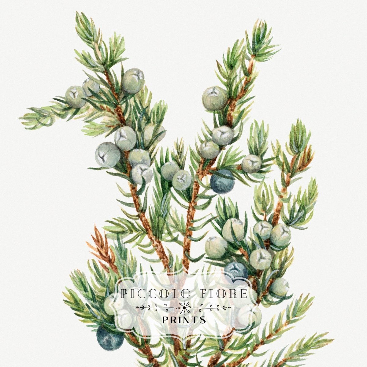 Mountain Juniper | P200 - Single Art Prints - Piccolo Fiore Prints