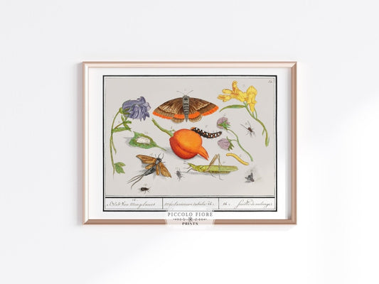 Natural History Ensemble | P362 - Single Art Prints - Piccolo Fiore Prints