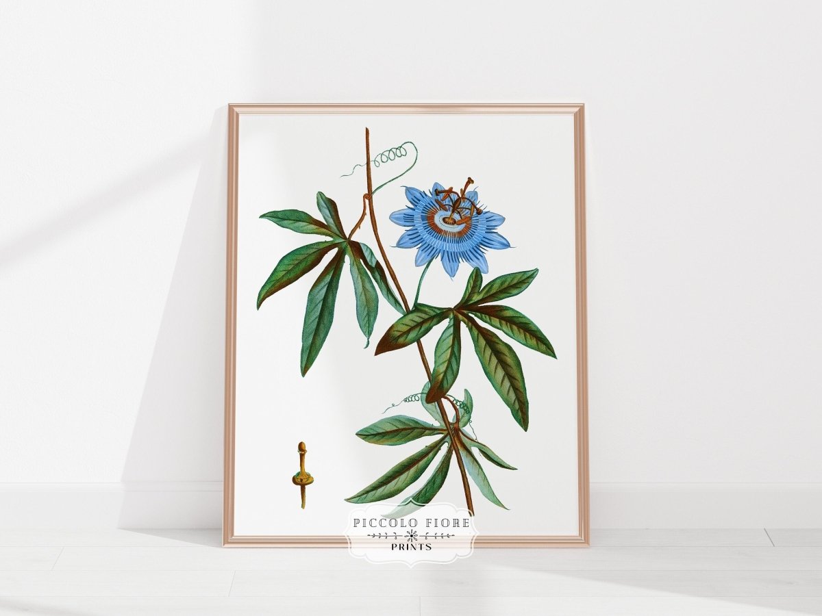 Passionflower Illustration | P153 - Single Art Prints - Piccolo Fiore Prints