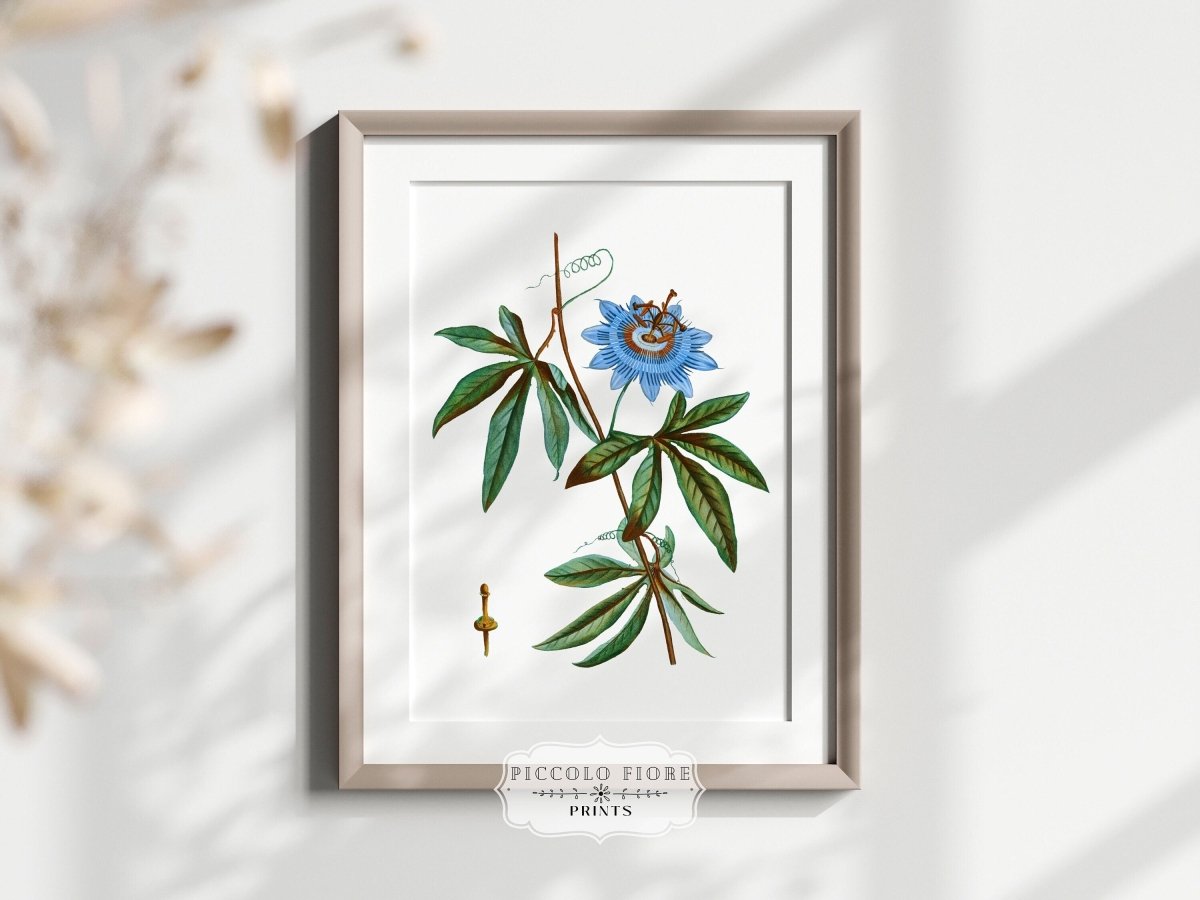 Passionflower Illustration | P153 - Single Art Prints - Piccolo Fiore Prints