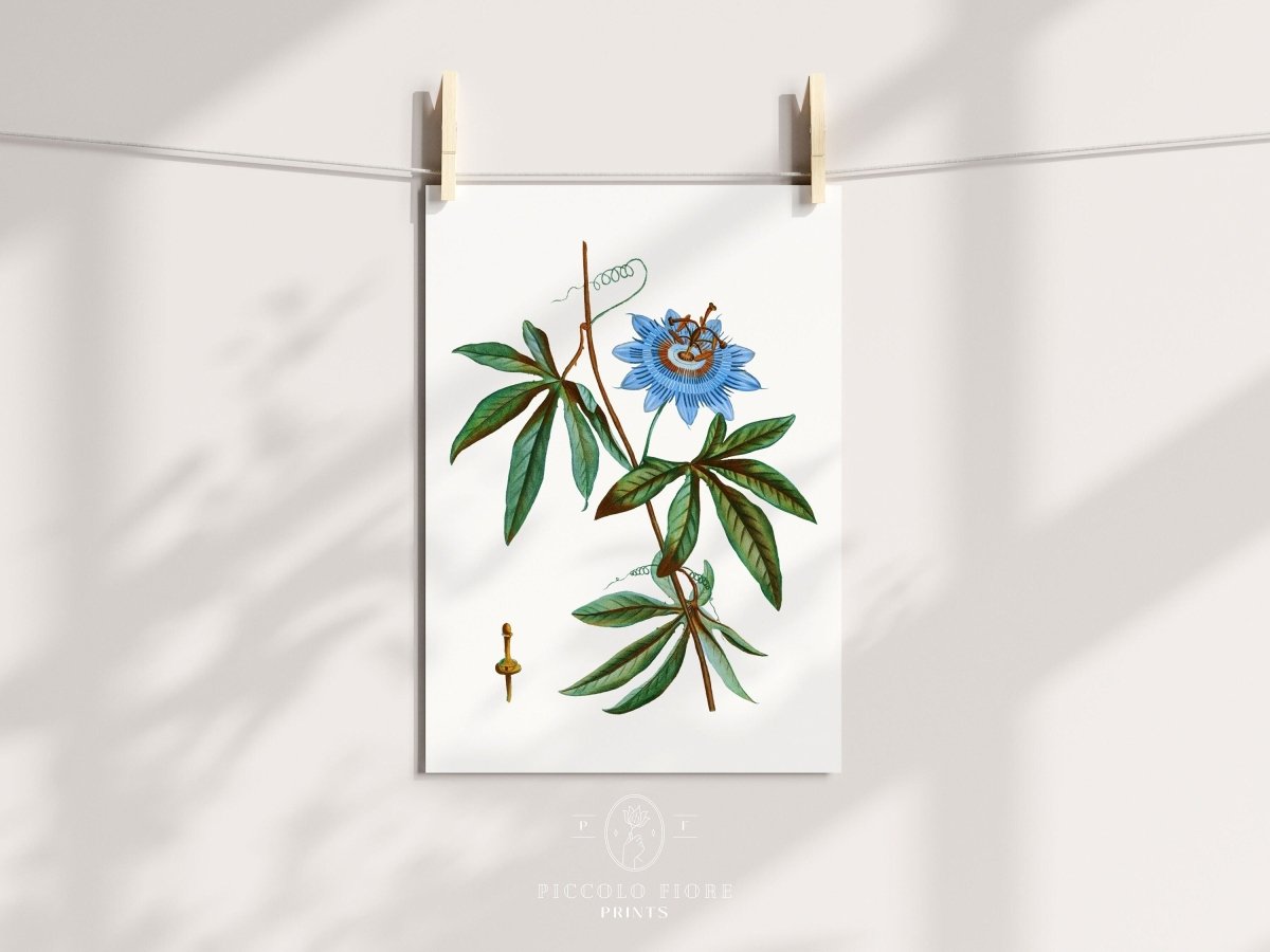 Passionflower Illustration | P153 - Single Art Prints - Piccolo Fiore Prints
