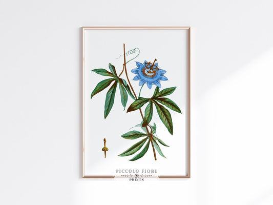 Passionflower Illustration | P153 - Single Art Prints - Piccolo Fiore Prints