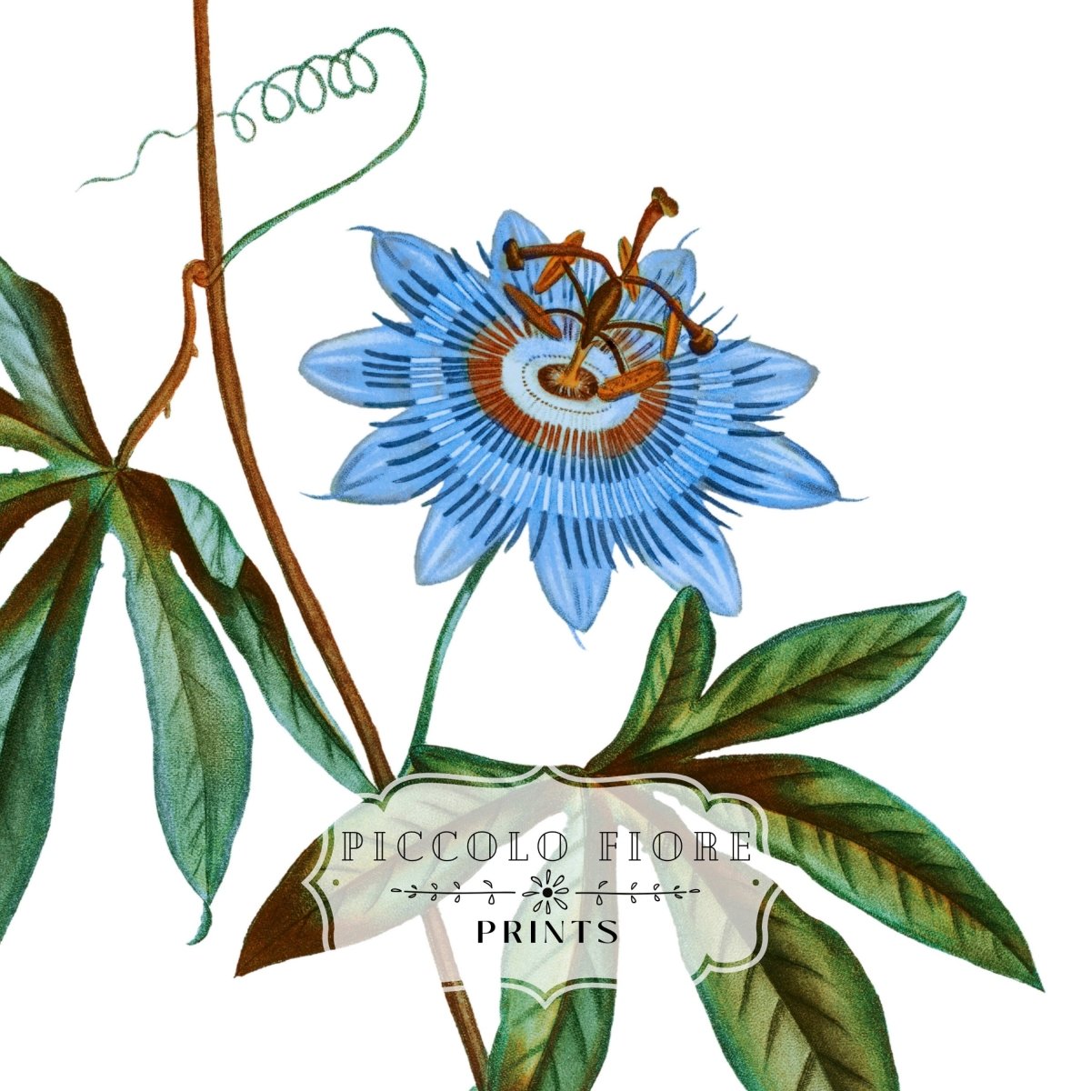 Passionflower Illustration | P153 - Single Art Prints - Piccolo Fiore Prints