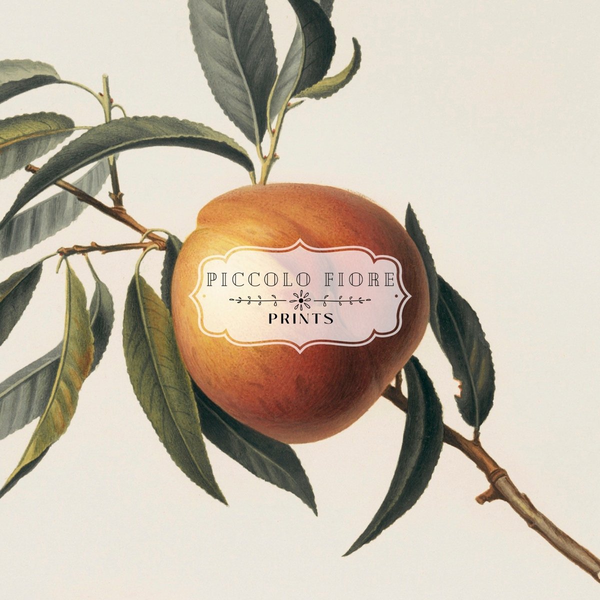 Peach Illustration | P99 - Single Art Prints - Piccolo Fiore Prints