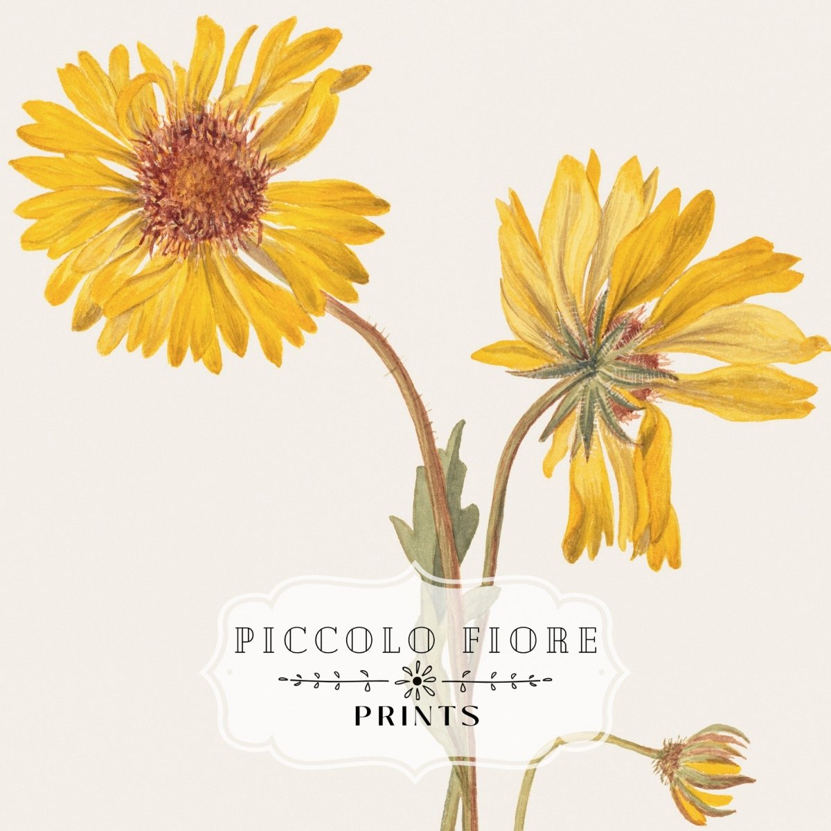 Perennial Gaillardia Illustration | P189 - Single Art Prints - Piccolo Fiore Prints