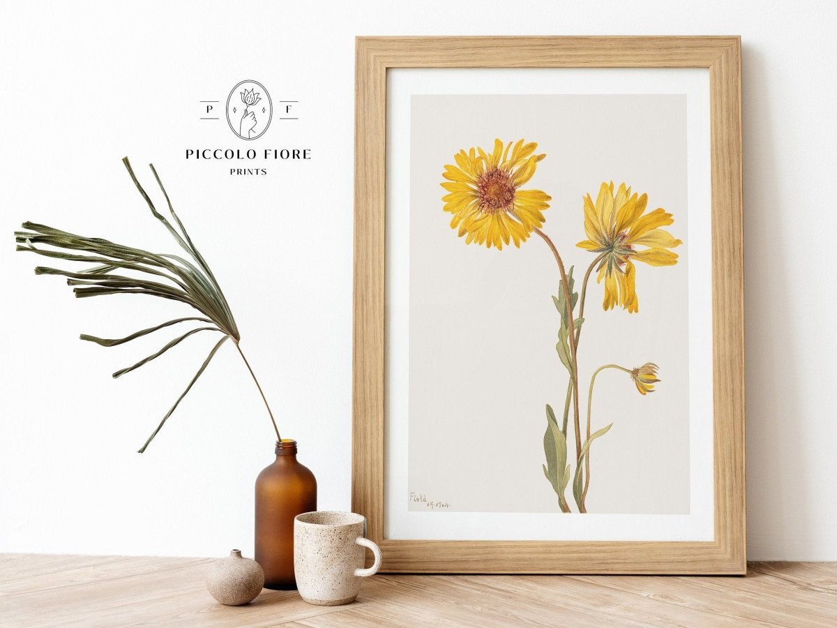 Perennial Gaillardia Illustration | P189 - Single Art Prints - Piccolo Fiore Prints